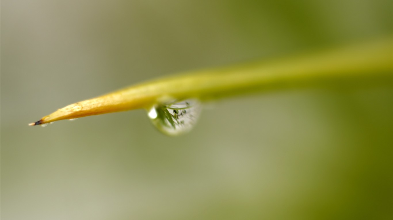 Vista 植物壁纸(七)36 - 1366x768