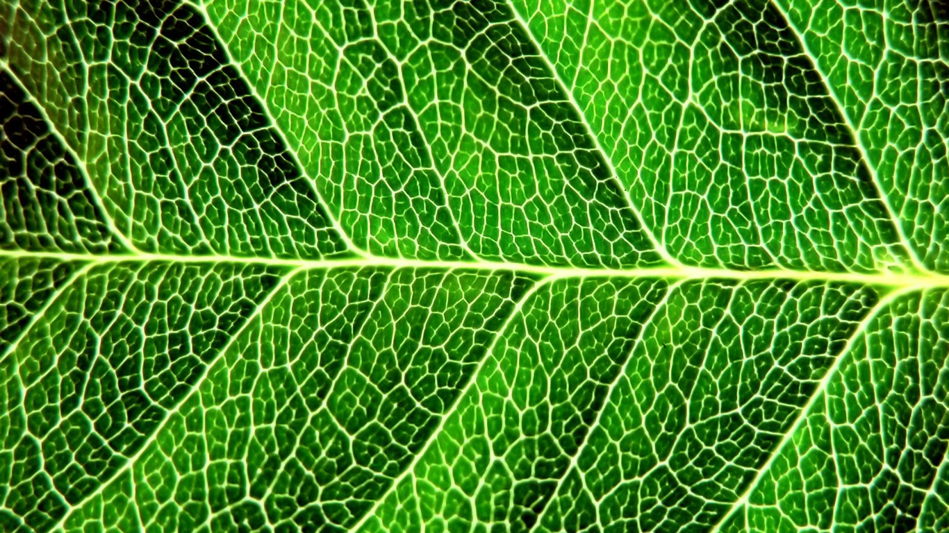 Vista 植物壁紙(七) #40 - 1366x768