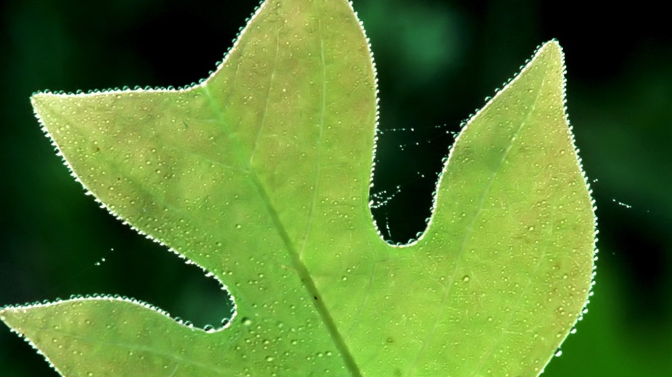 Vista 植物壁紙(八) #4 - 1366x768