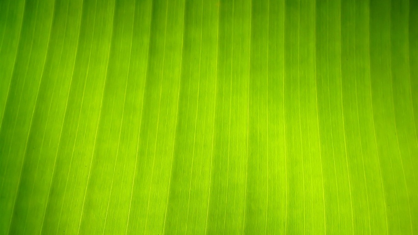 Vista 植物壁紙(八) #5 - 1366x768