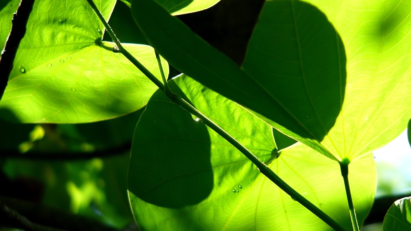 Vista 植物壁紙(八) #6 - 1366x768