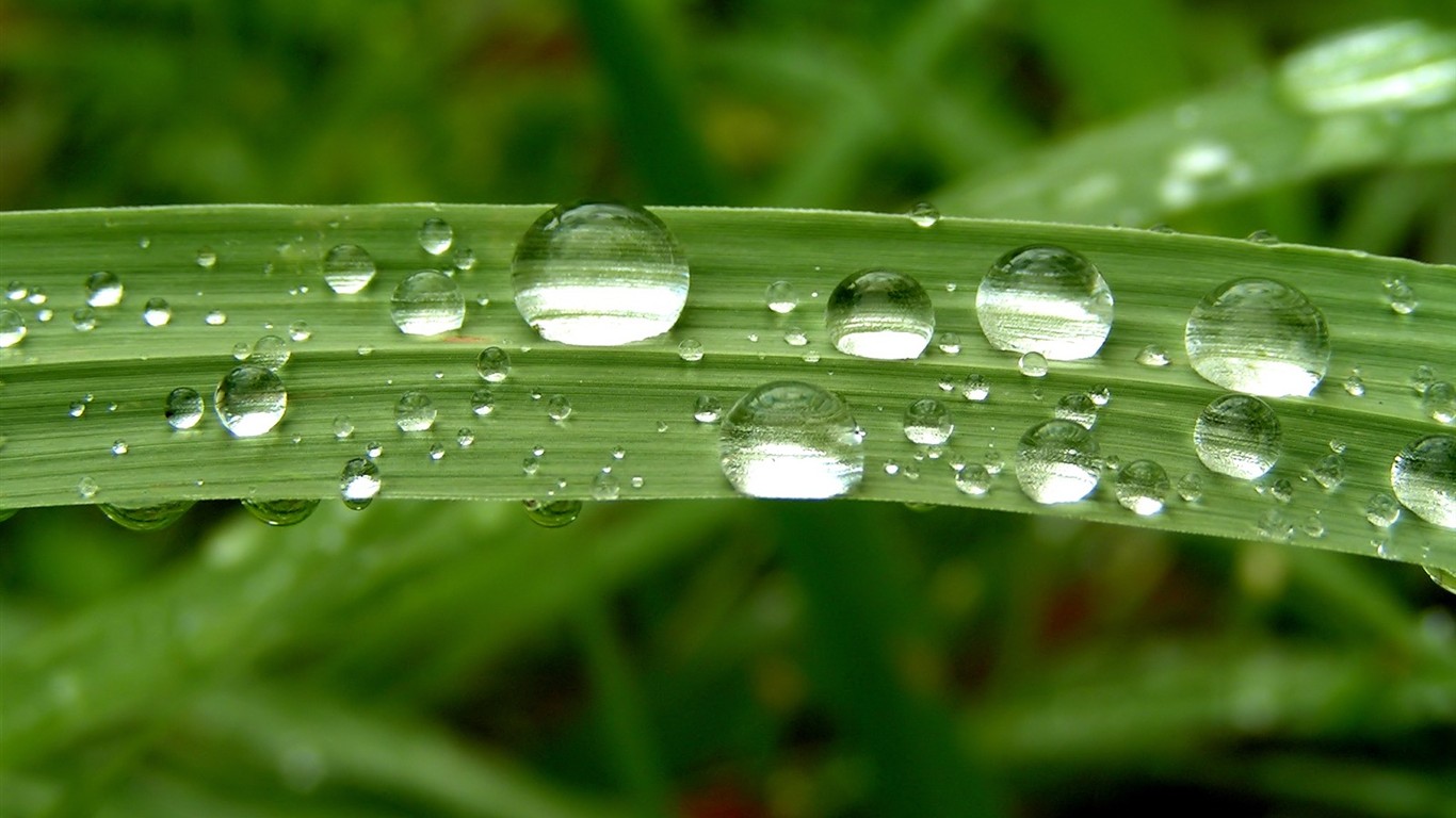 Vista 植物壁紙(八) #7 - 1366x768