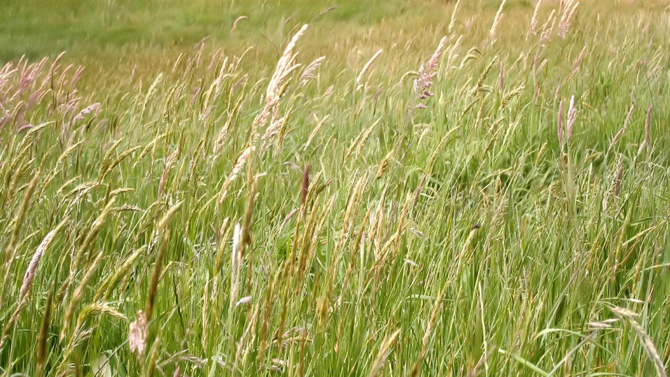 Vista 植物壁紙(八) #10 - 1366x768