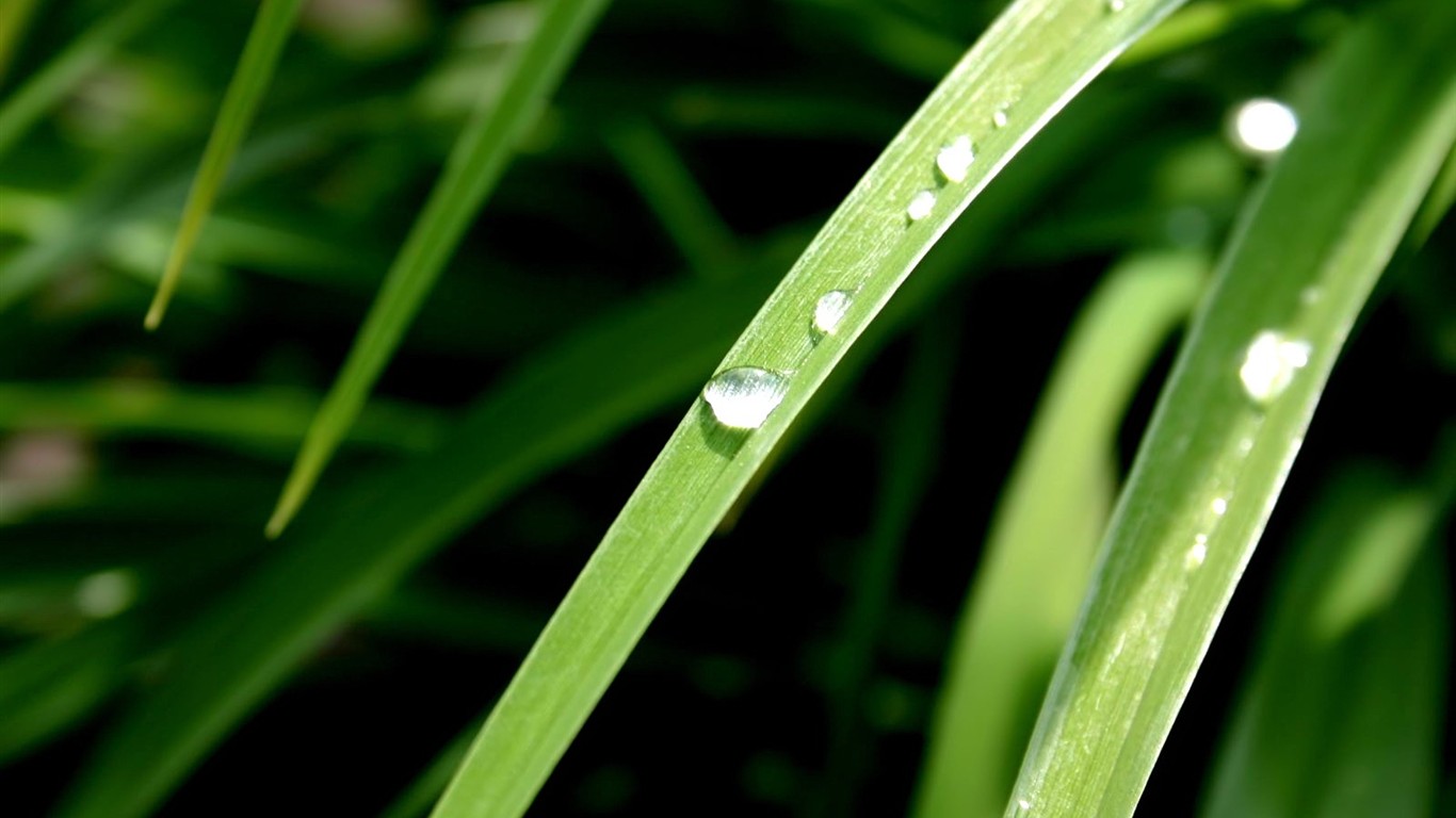 Vista 植物壁紙(八) #11 - 1366x768