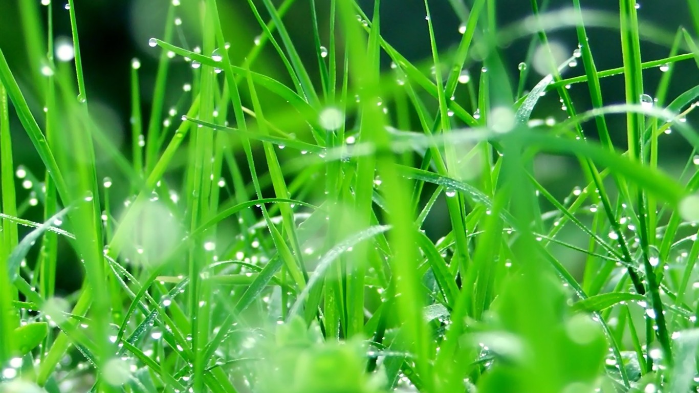 Vista 植物壁紙(八) #18 - 1366x768