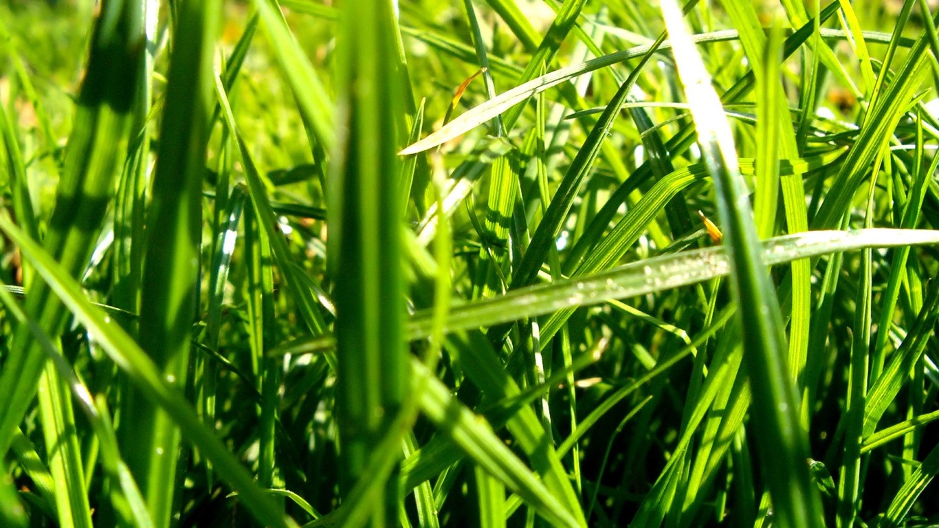 Vista 植物壁紙(八) #20 - 1366x768
