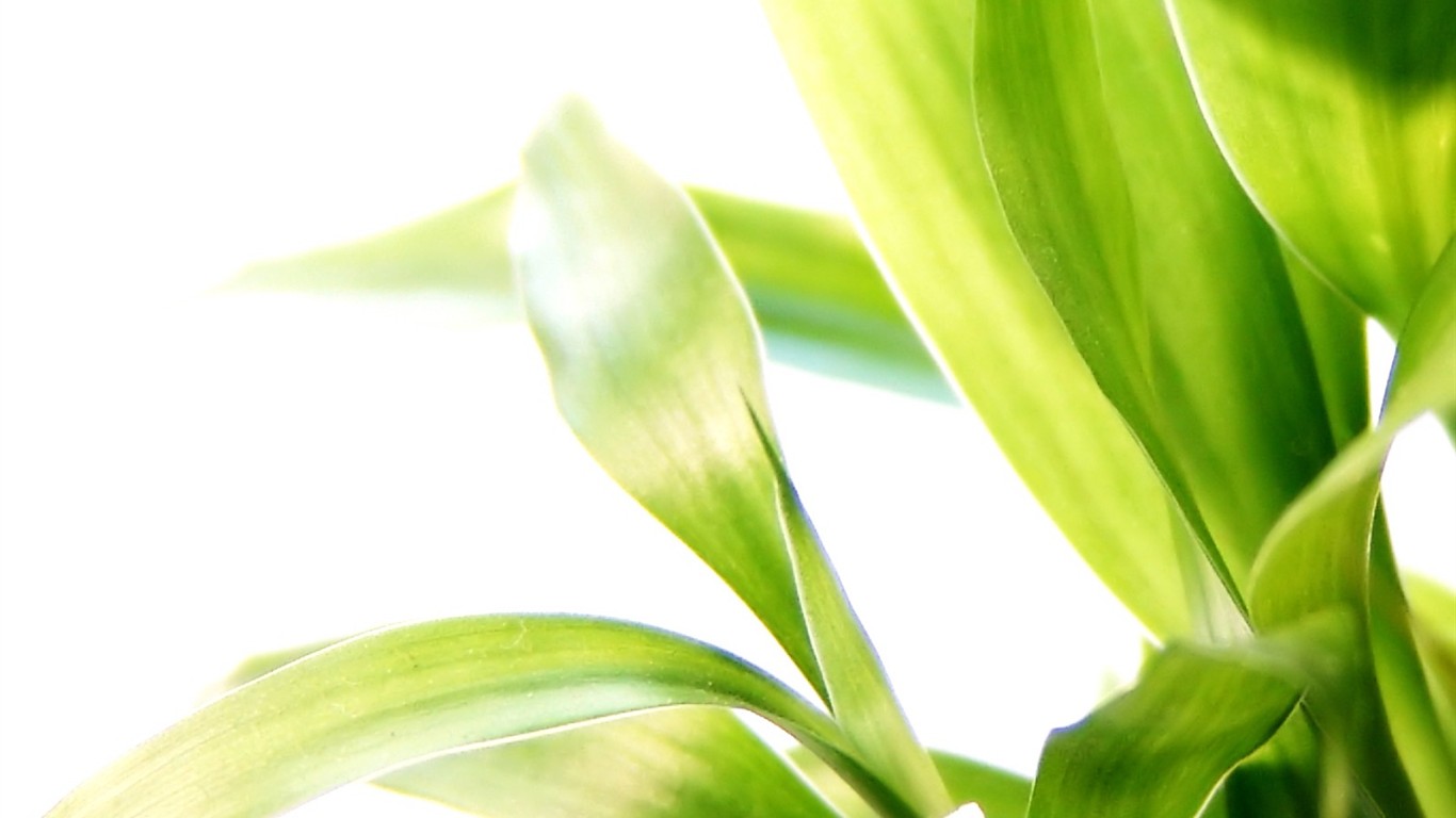 Vista 植物壁紙(八) #21 - 1366x768
