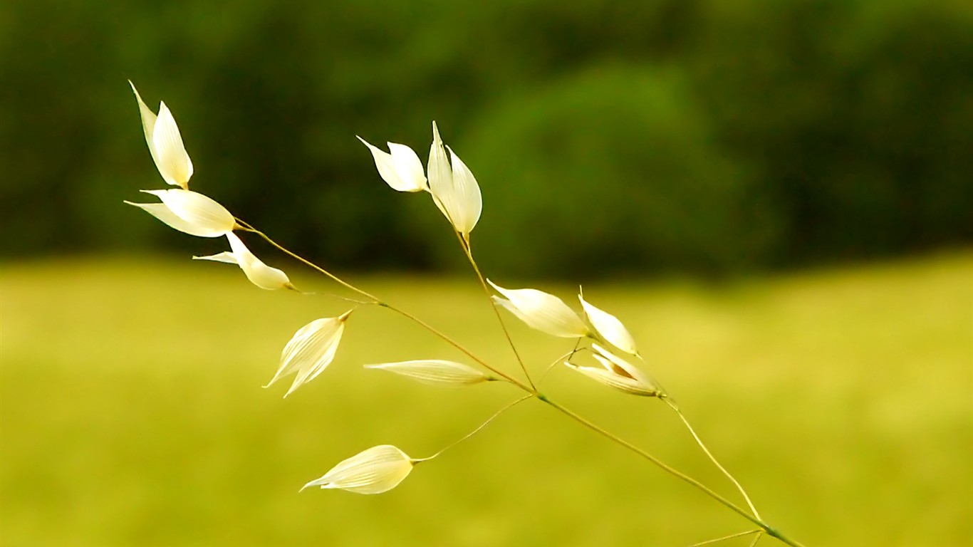 Vista 植物壁紙(八) #25 - 1366x768