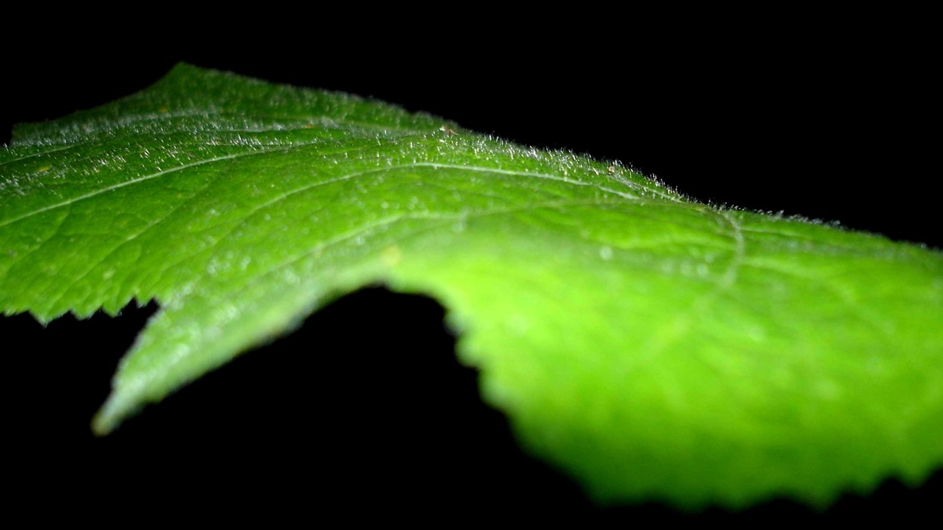 Vista 植物壁紙(八) #26 - 1366x768