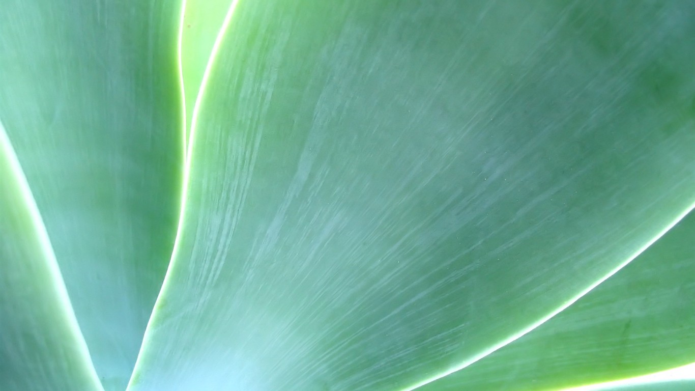 Vista 植物壁紙(八) #27 - 1366x768
