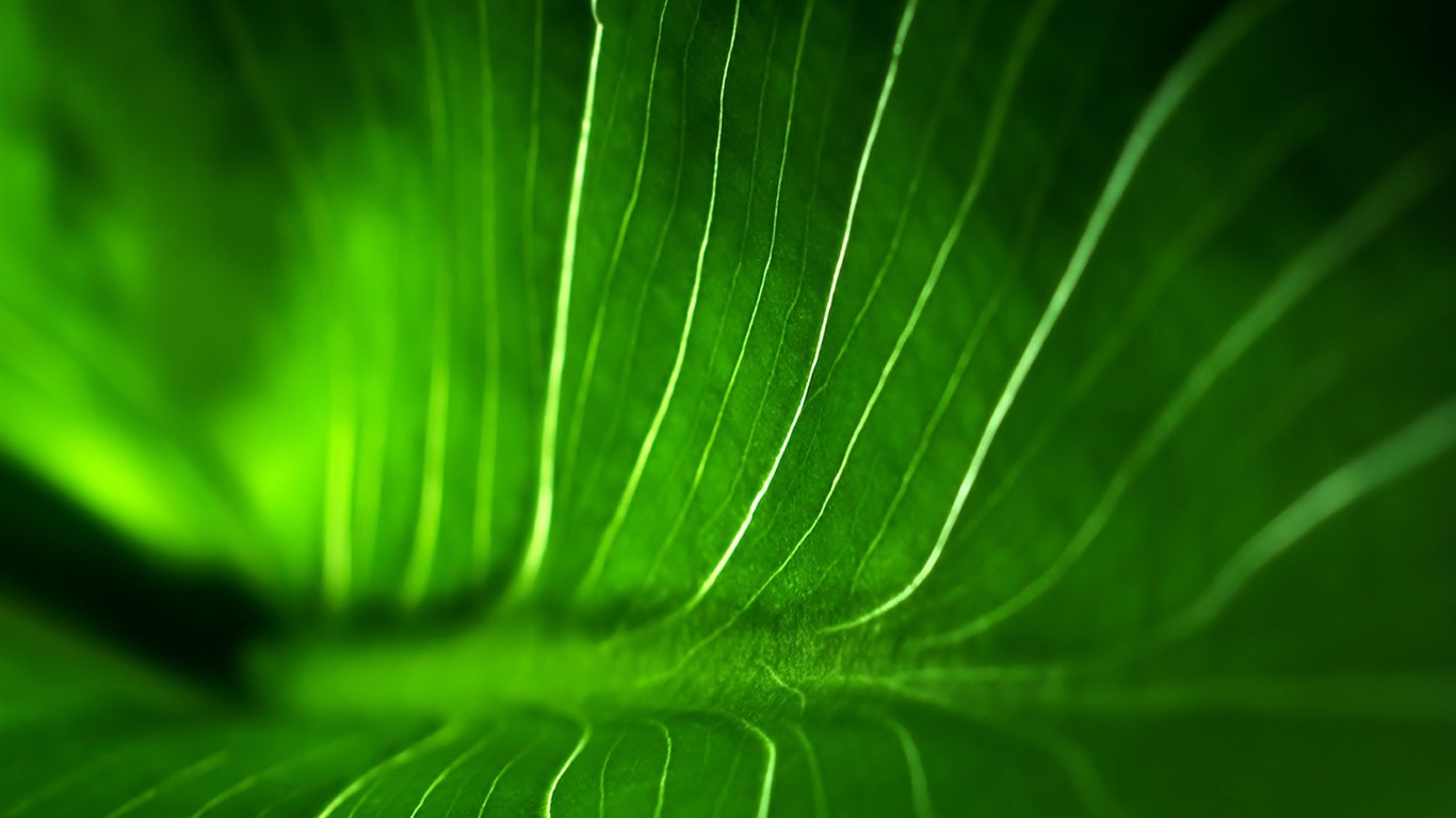 Vista 植物壁紙(八) #28 - 1366x768