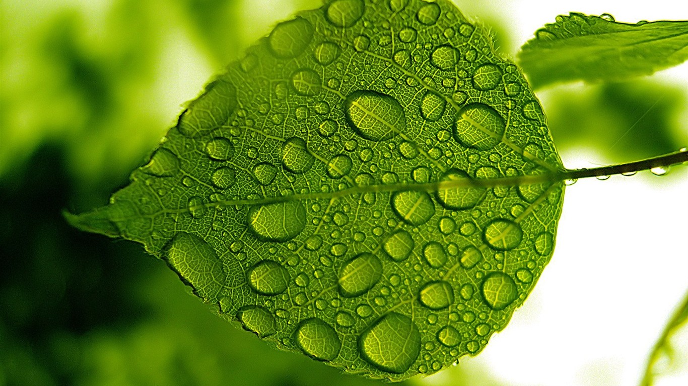 Vista 植物壁紙(八) #29 - 1366x768