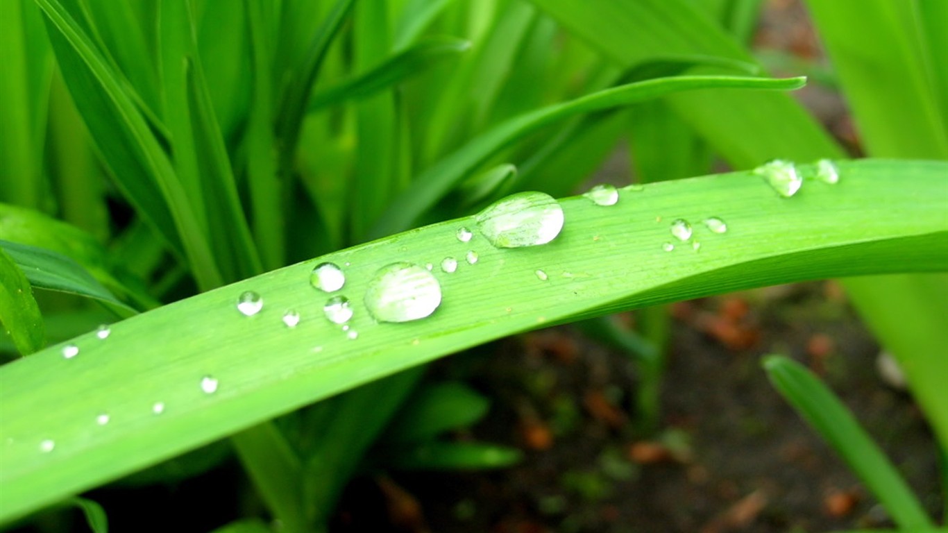 Vista Plant wallpaper (8) #31 - 1366x768