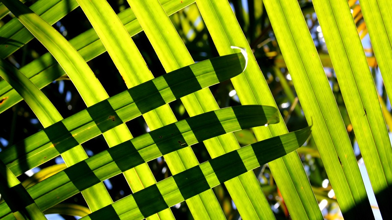 Vista 植物壁紙(八) #33 - 1366x768