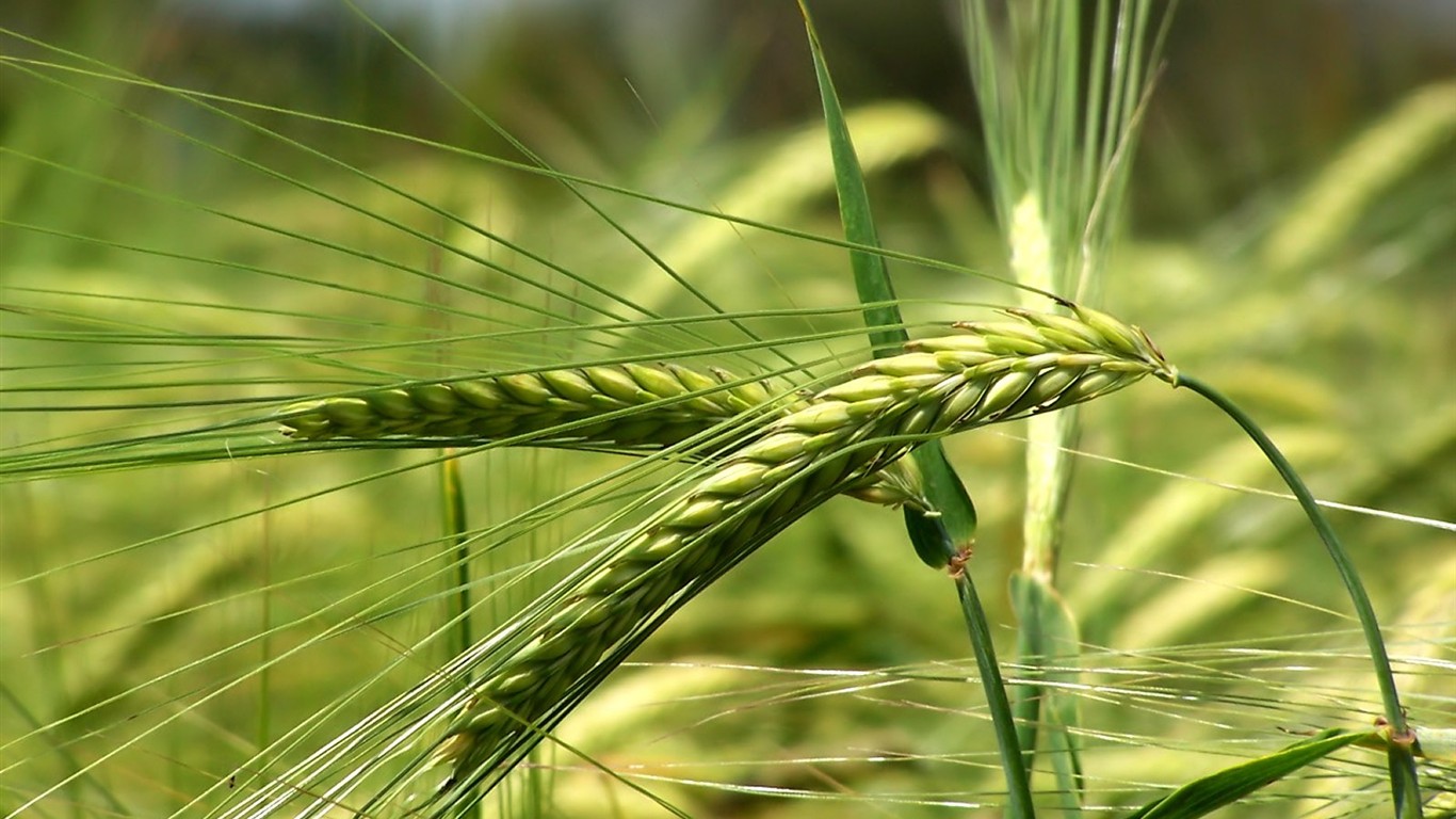 Vista 植物壁紙(八) #34 - 1366x768