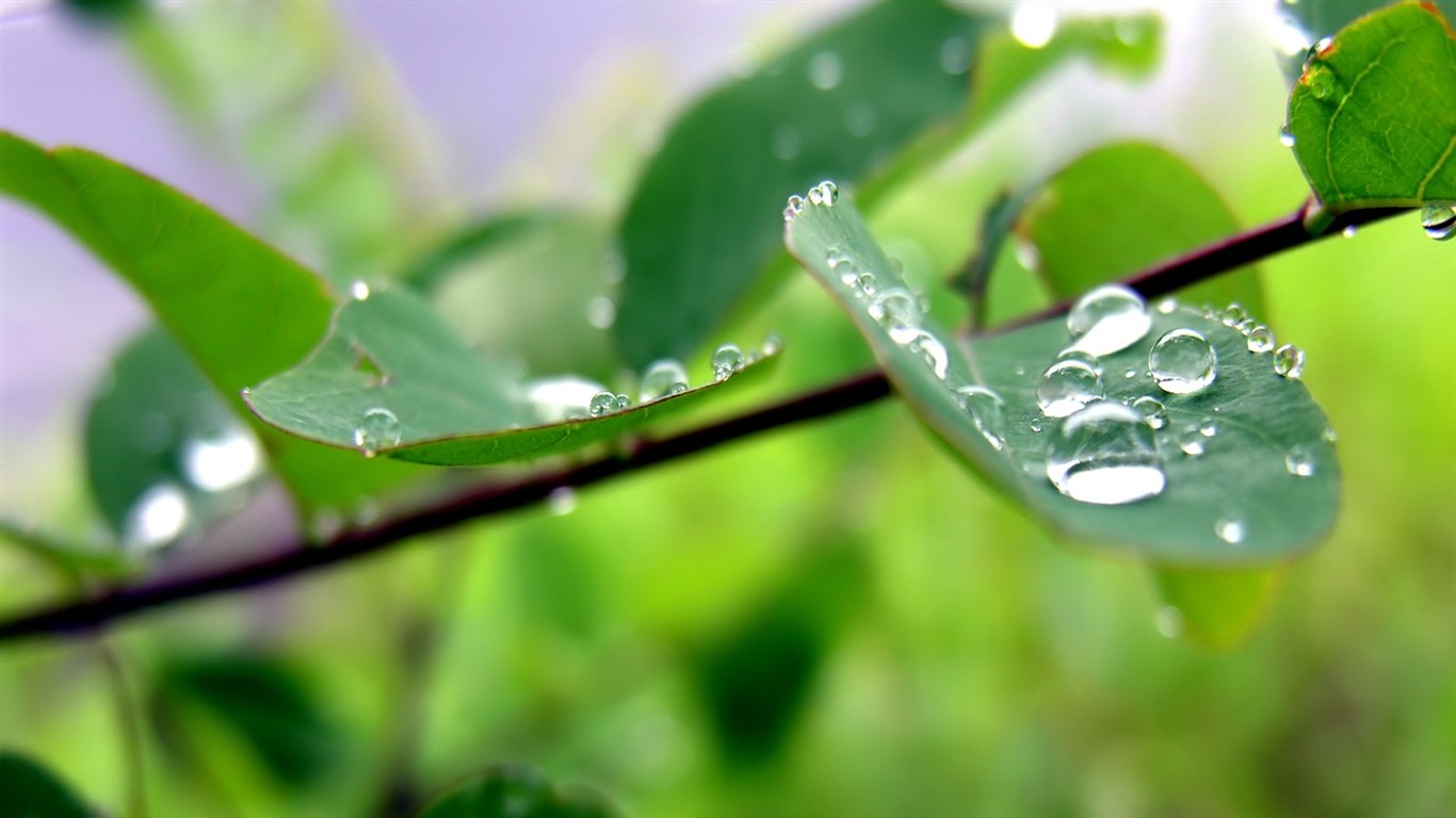 Vista 植物壁紙(八) #38 - 1366x768