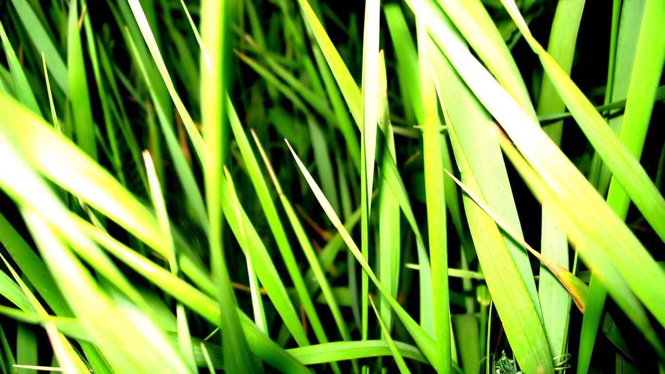 Vista rostlin tapetu (8) #39 - 1366x768