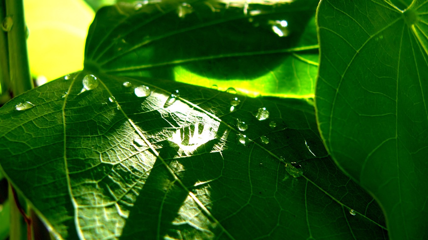 Vista 植物壁紙(八) #40 - 1366x768