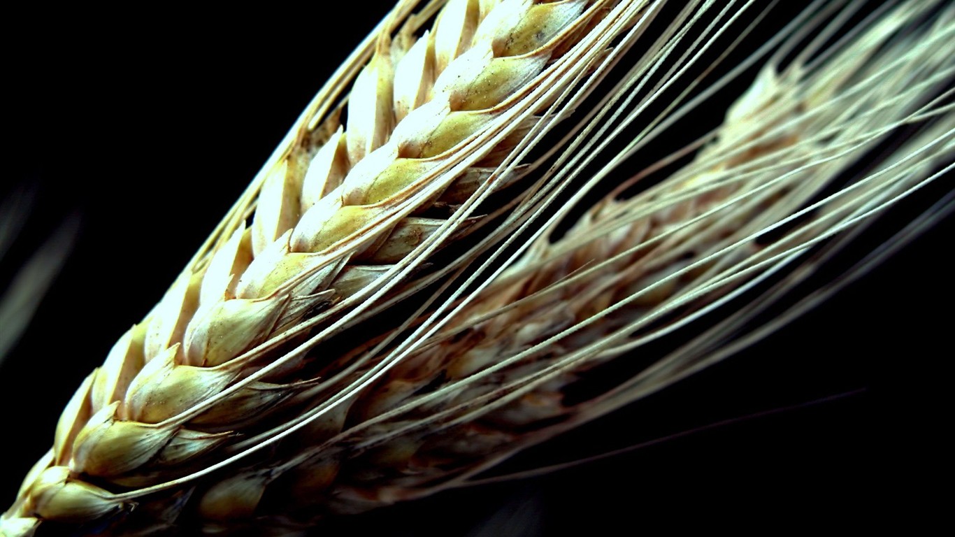 Vista 植物壁紙(九) #2 - 1366x768