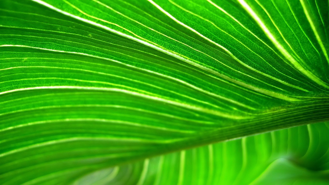 Vista 植物壁紙(九) #17 - 1366x768