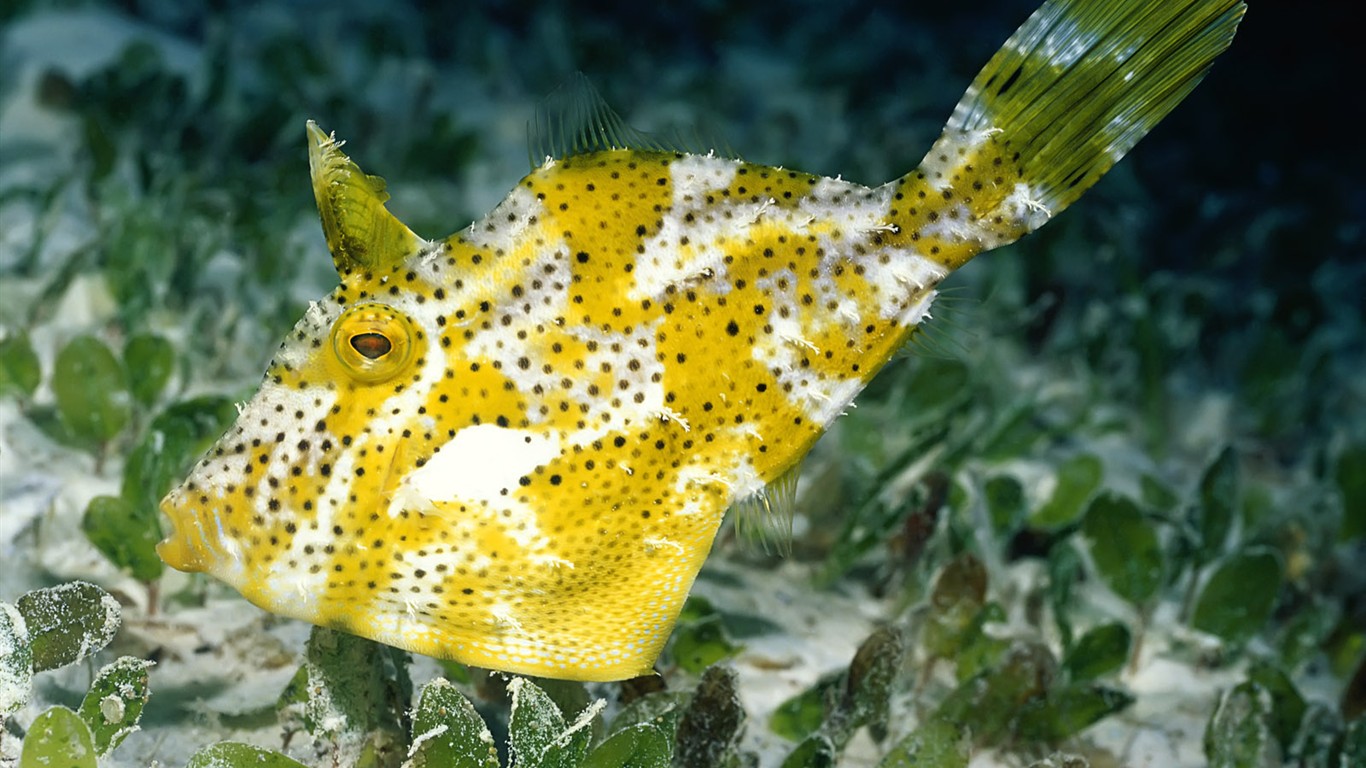Zábava Underwater World (1) #1 - 1366x768