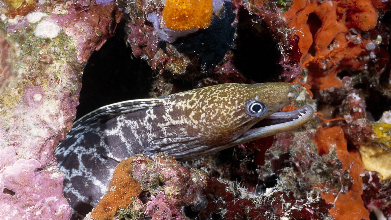Zábava Underwater World (1) #3 - 1366x768