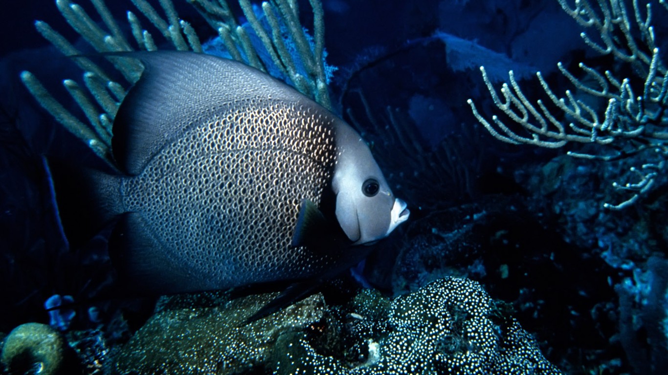 Zábava Underwater World (1) #8 - 1366x768