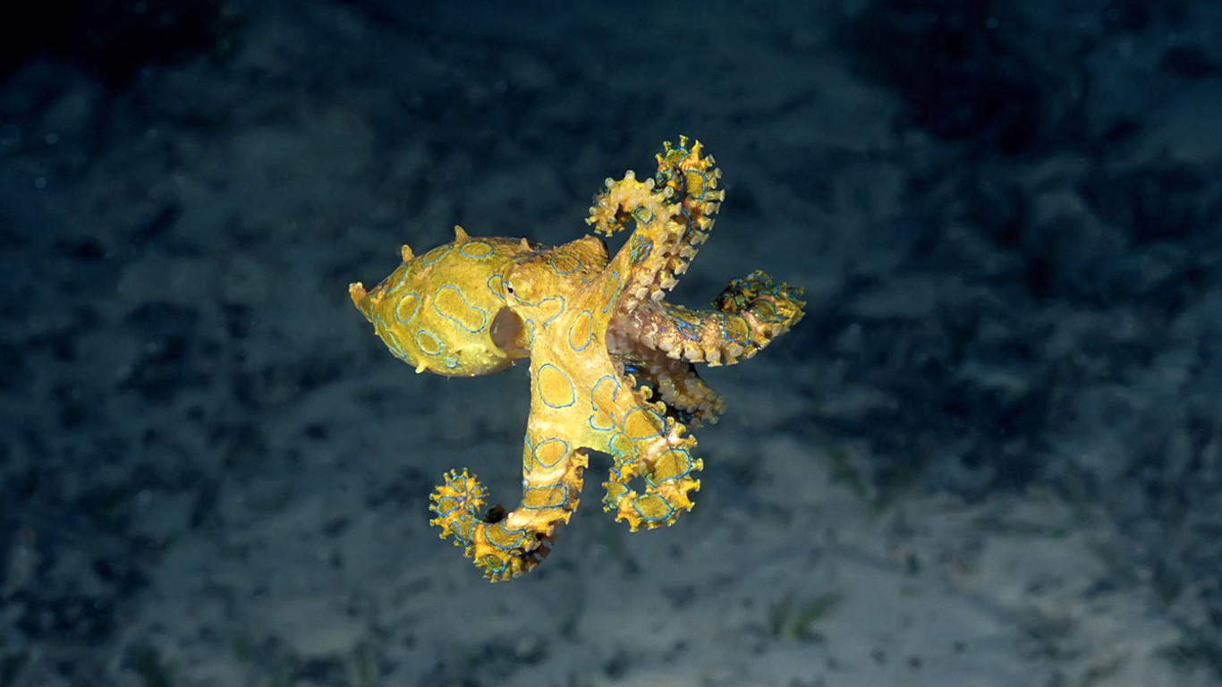 Fun Underwater World (1) #10 - 1366x768