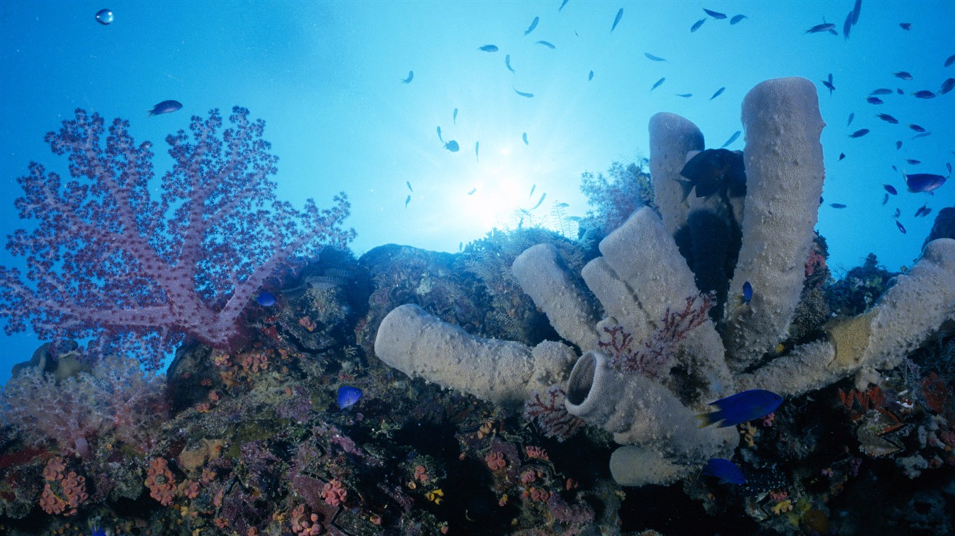 Zábava Underwater World (1) #11 - 1366x768