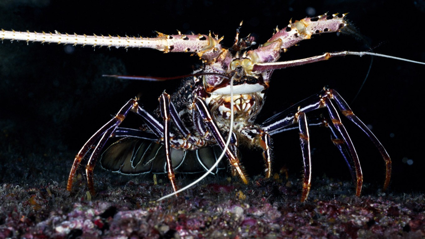 Zábava Underwater World (1) #12 - 1366x768