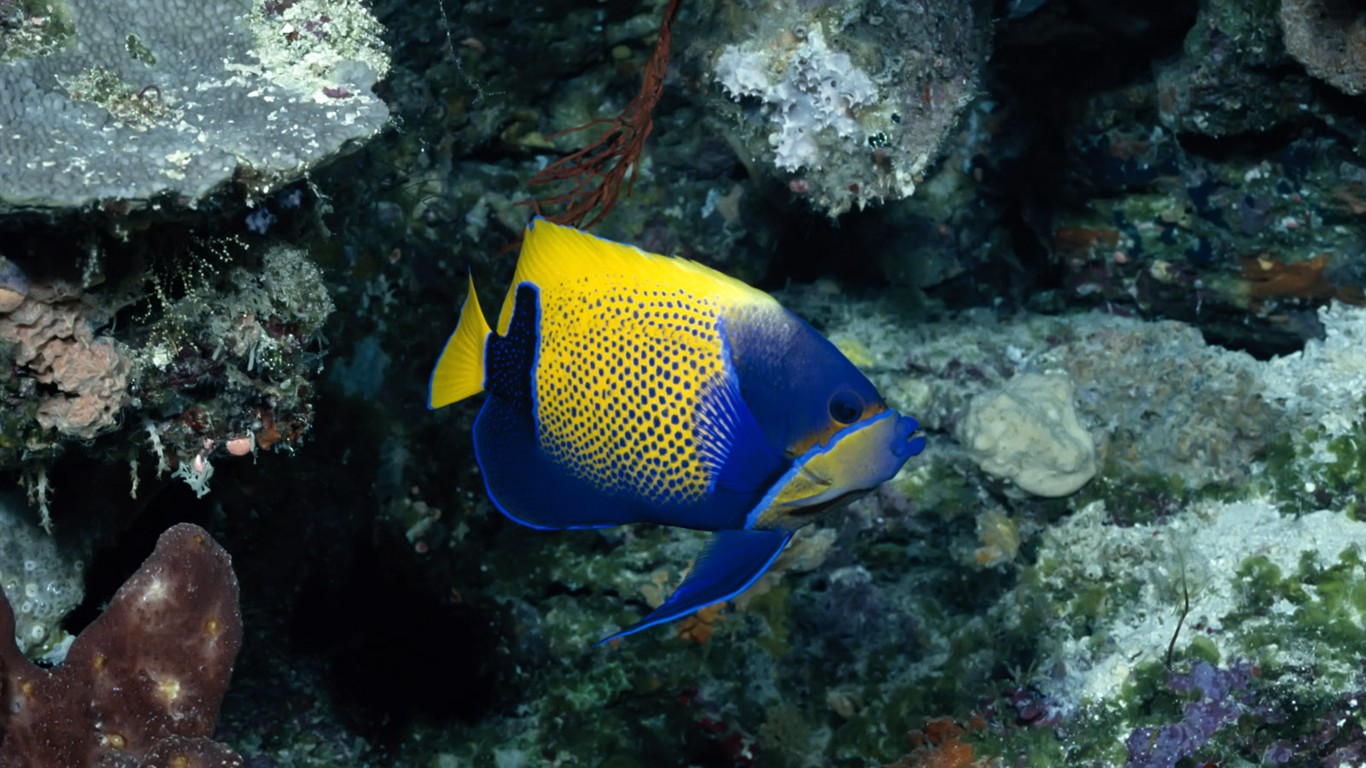 Zábava Underwater World (1) #14 - 1366x768