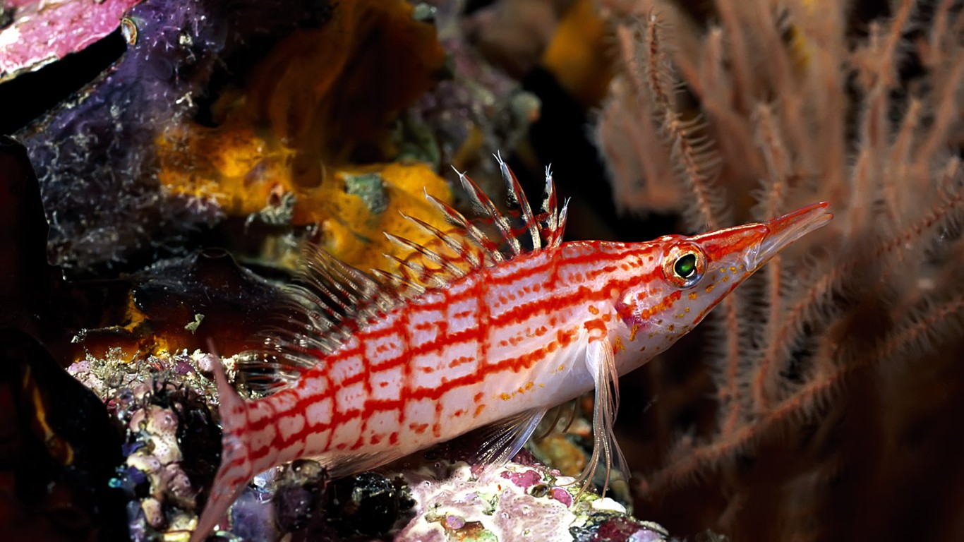 Zábava Underwater World (1) #17 - 1366x768