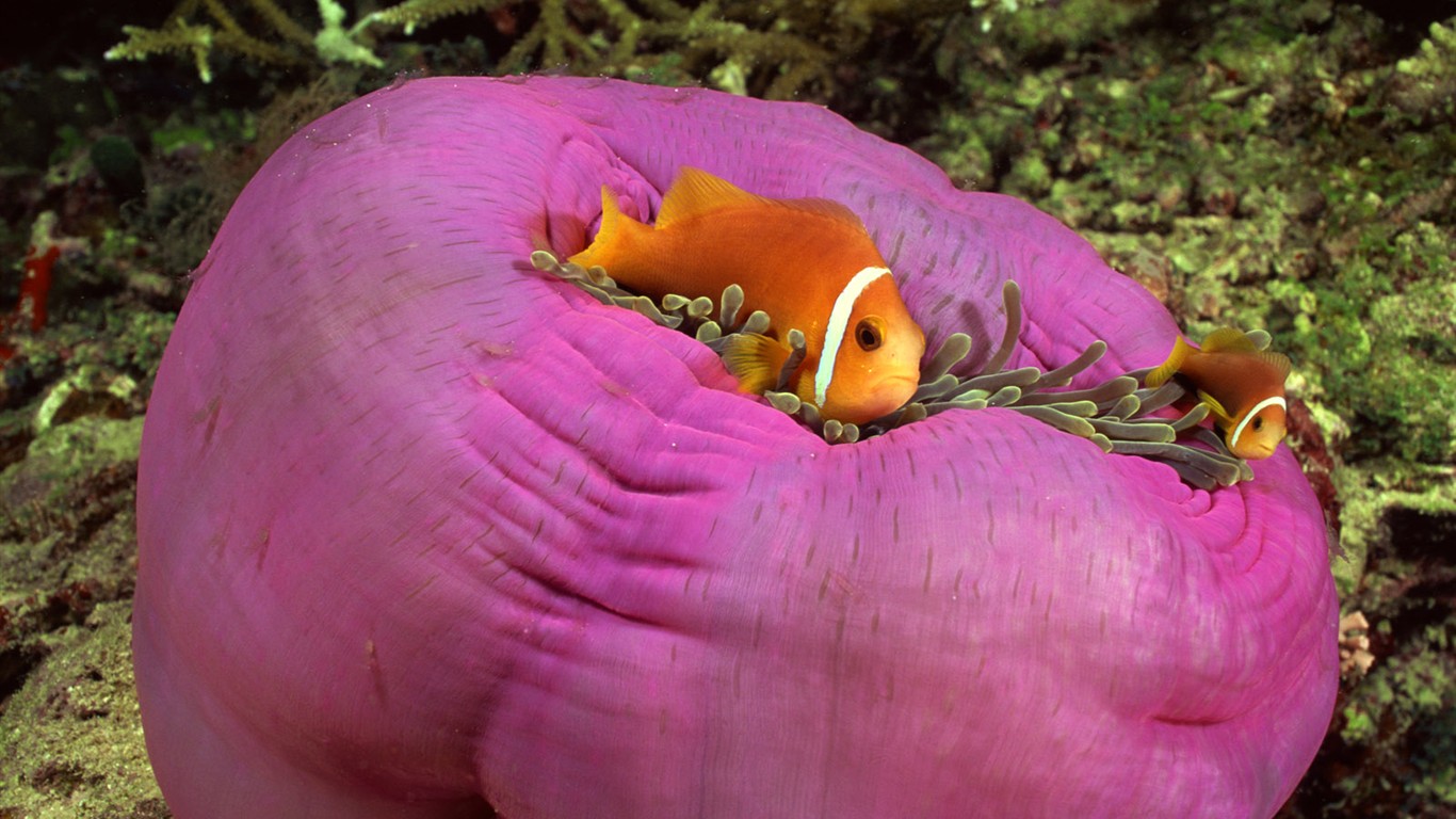 Diversión bajo el agua Mundo (2) #3 - 1366x768