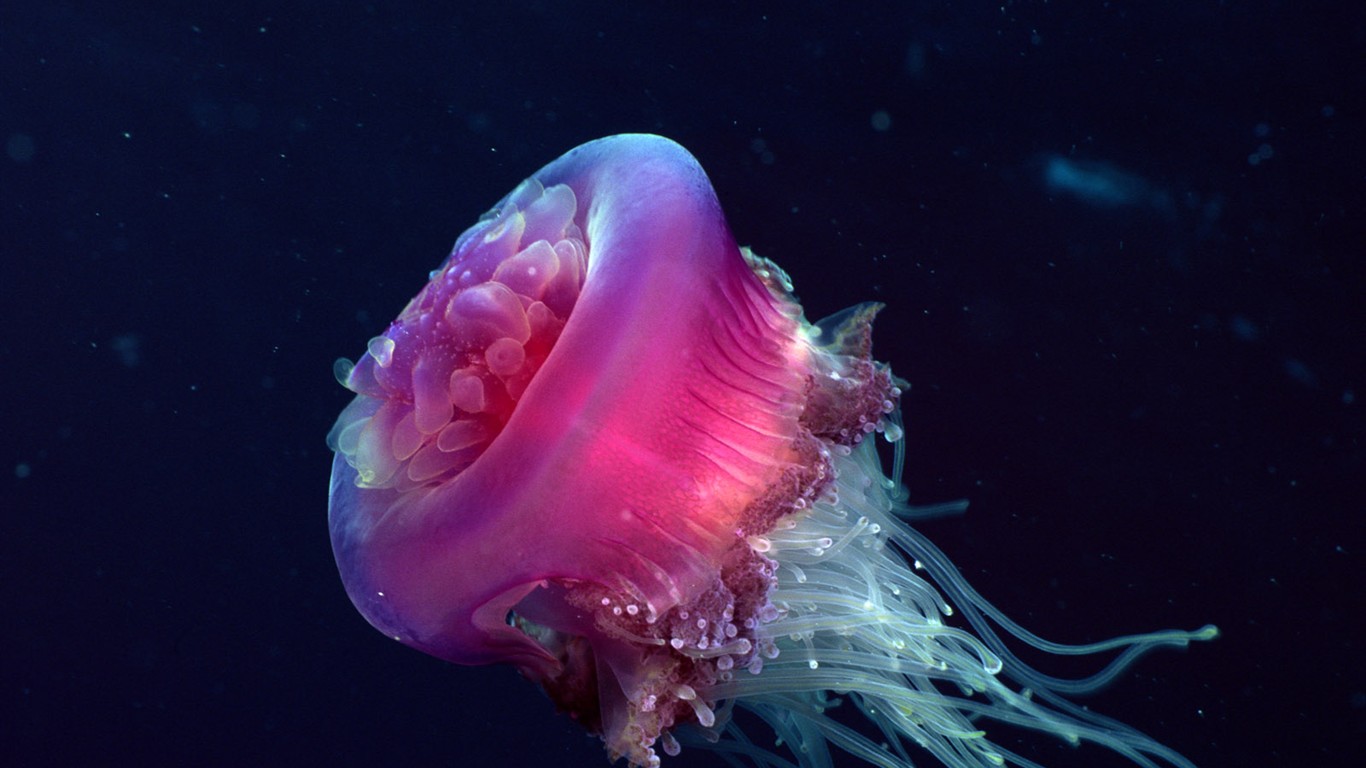 Zábava Underwater World (2) #4 - 1366x768