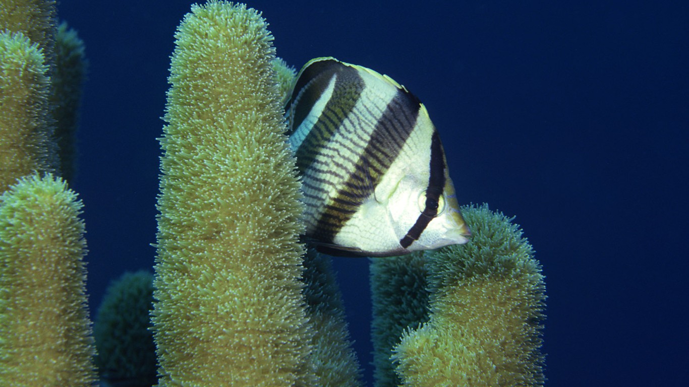 Zábava Underwater World (2) #7 - 1366x768
