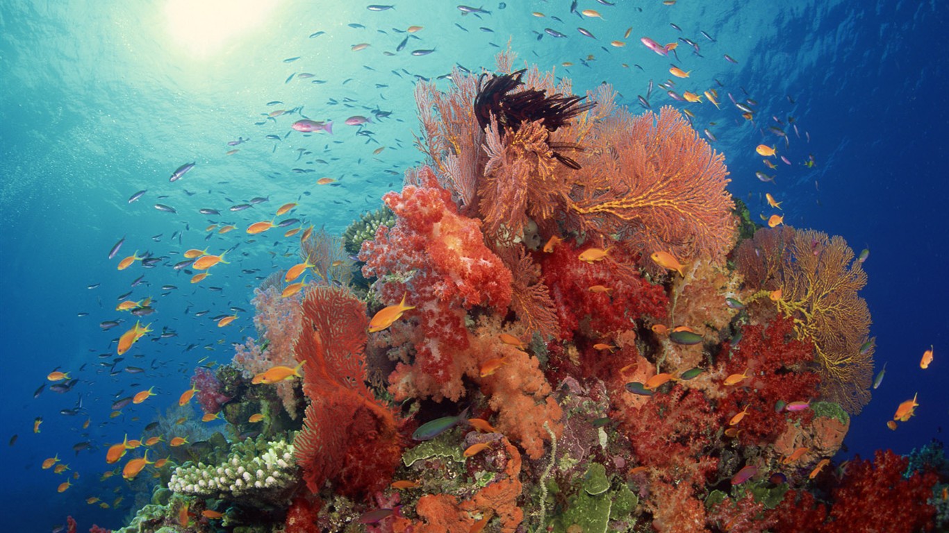 Zábava Underwater World (2) #11 - 1366x768