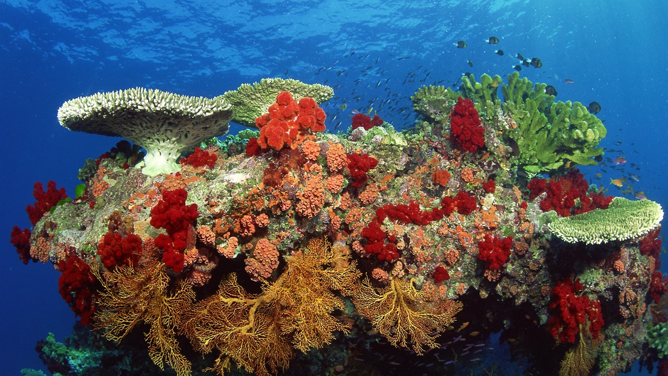 繽紛海底世界(二) #12 - 1366x768