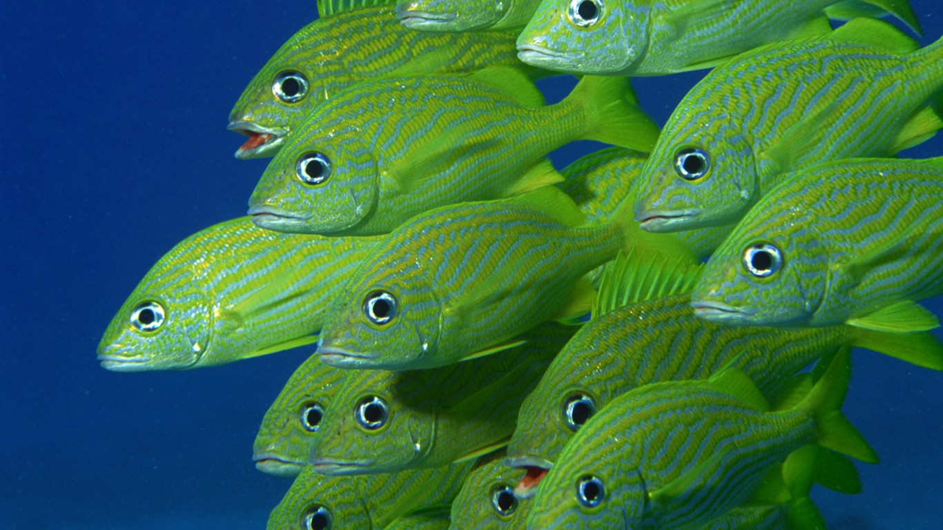 Zábava Underwater World (2) #13 - 1366x768
