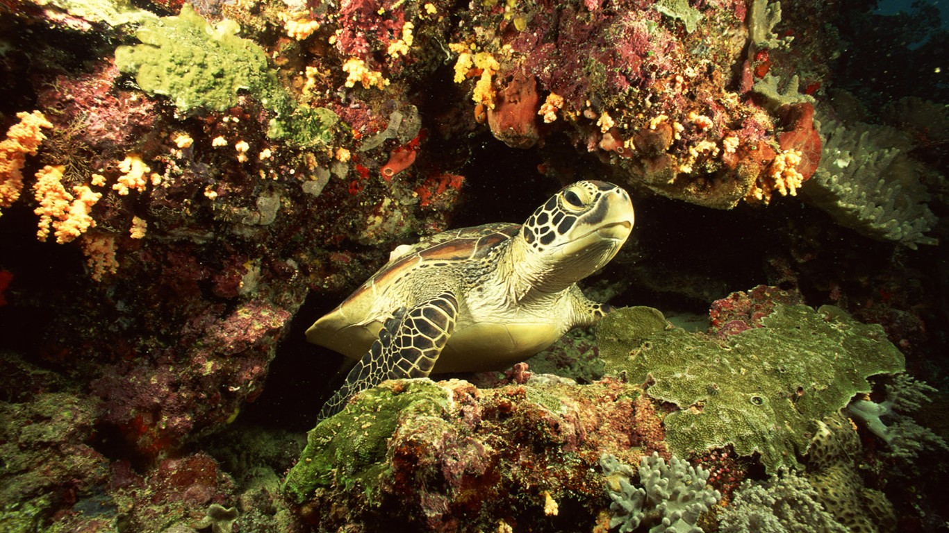 Zábava Underwater World (2) #16 - 1366x768