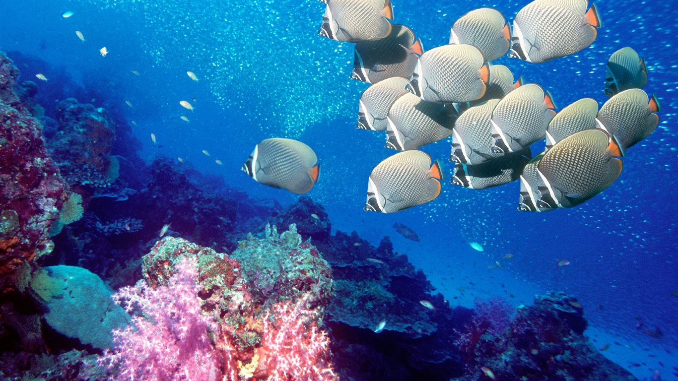 海洋生物壁紙精選(一) #1 - 1366x768
