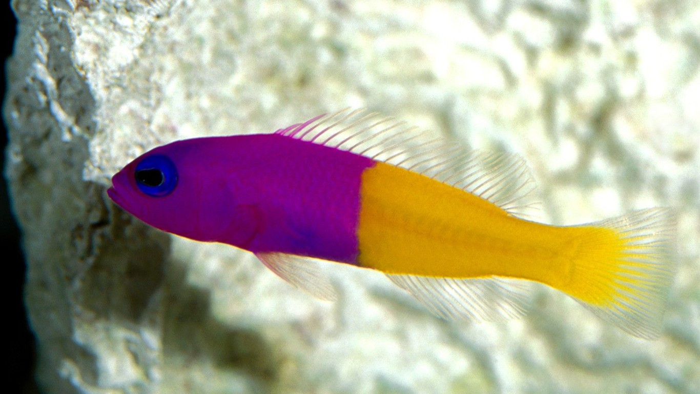海洋生物壁紙精選(一) #4 - 1366x768