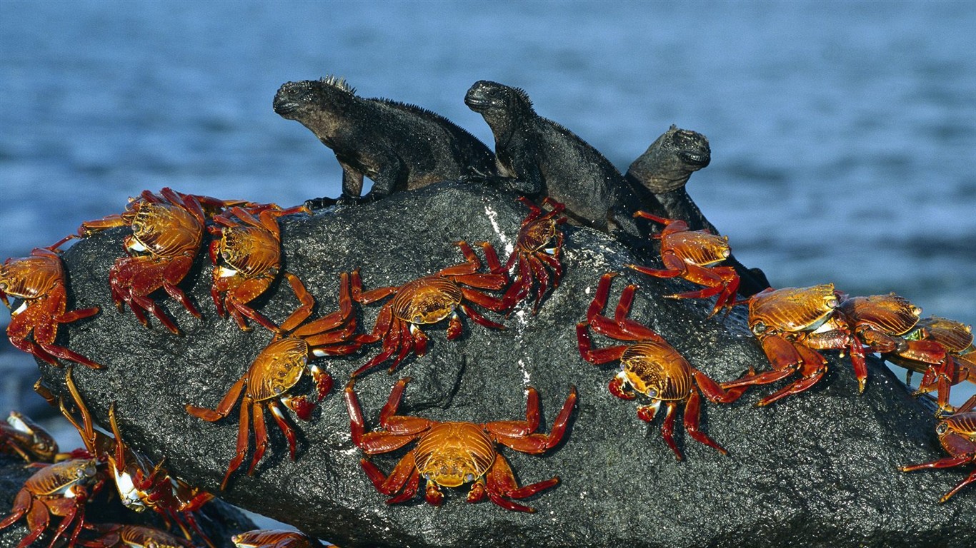 海洋生物壁紙精選(一) #5 - 1366x768