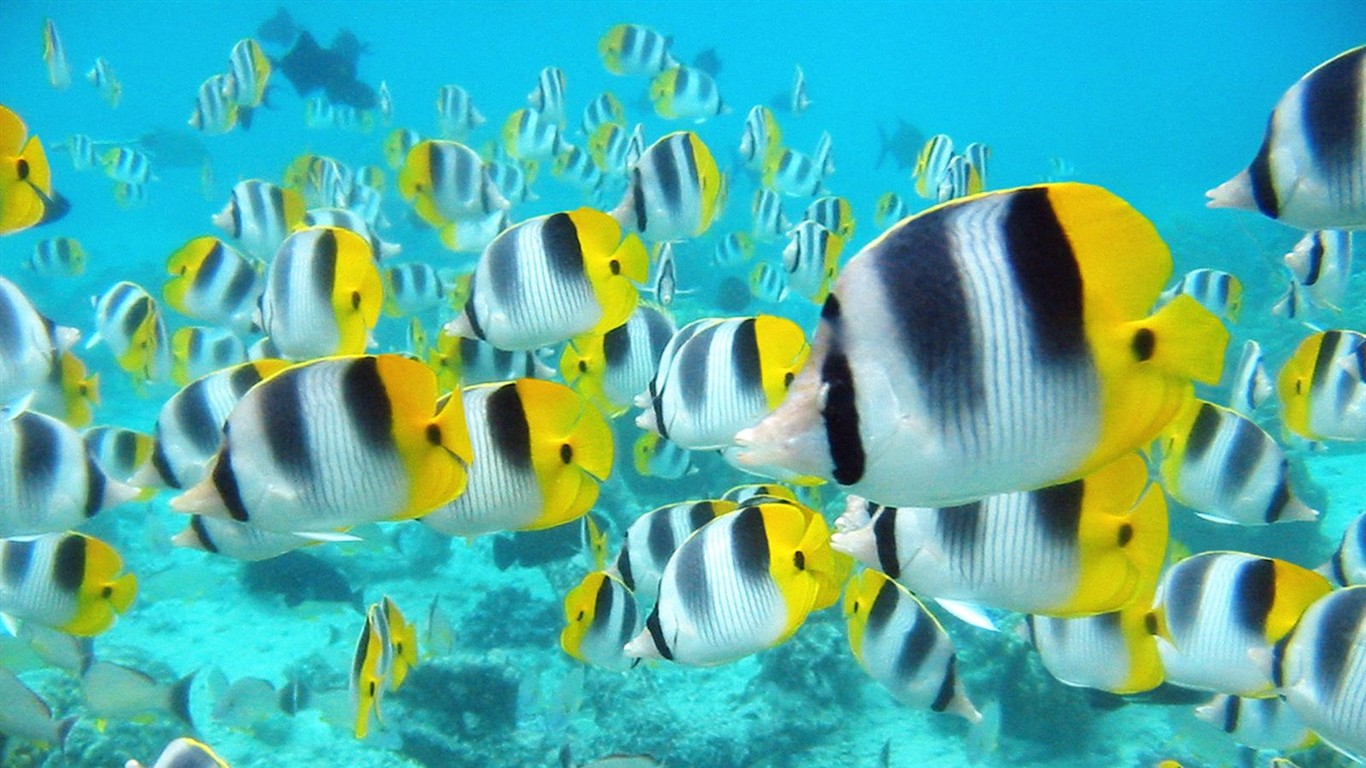 海洋生物壁纸精选(一)11 - 1366x768