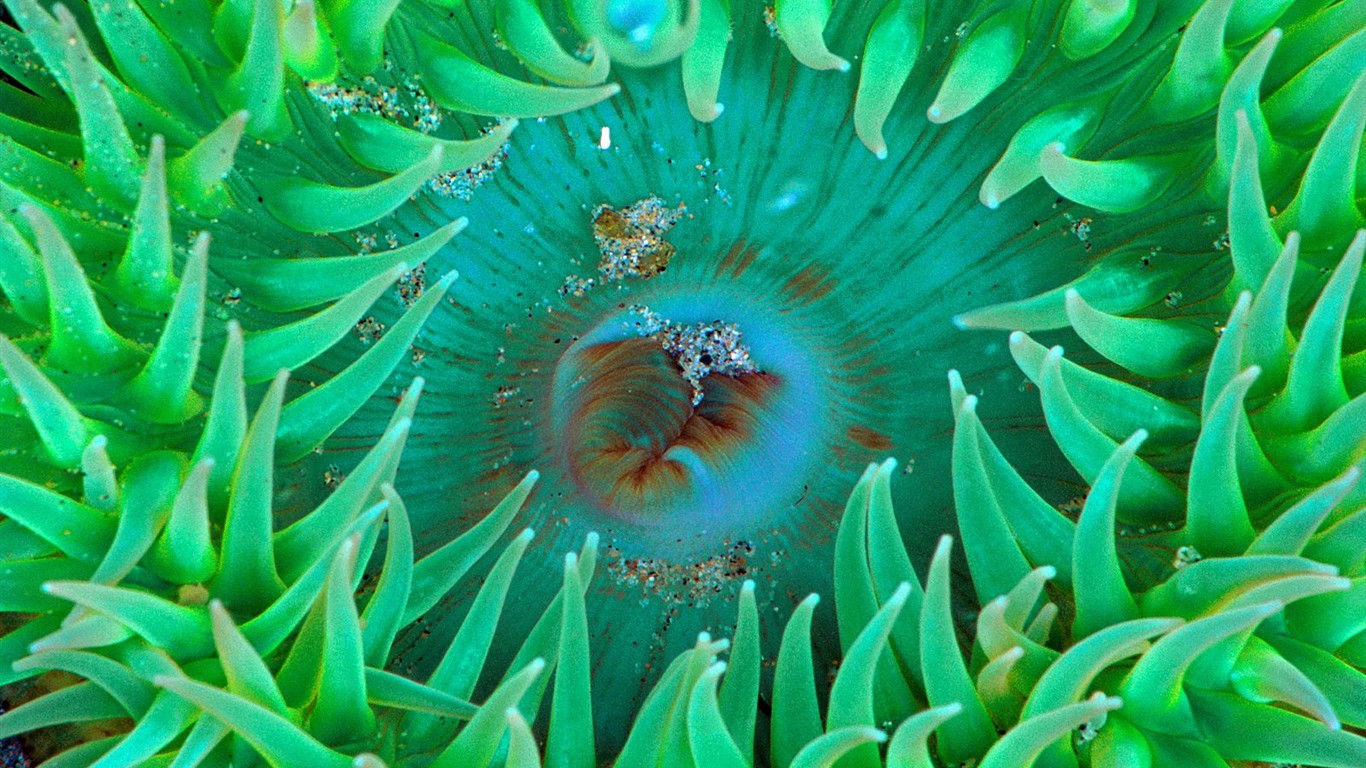 Marine Life Wallpaper Selection (1) #12 - 1366x768