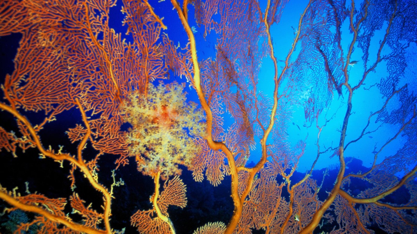 Marine Life Wallpaper Selection (1) #13 - 1366x768