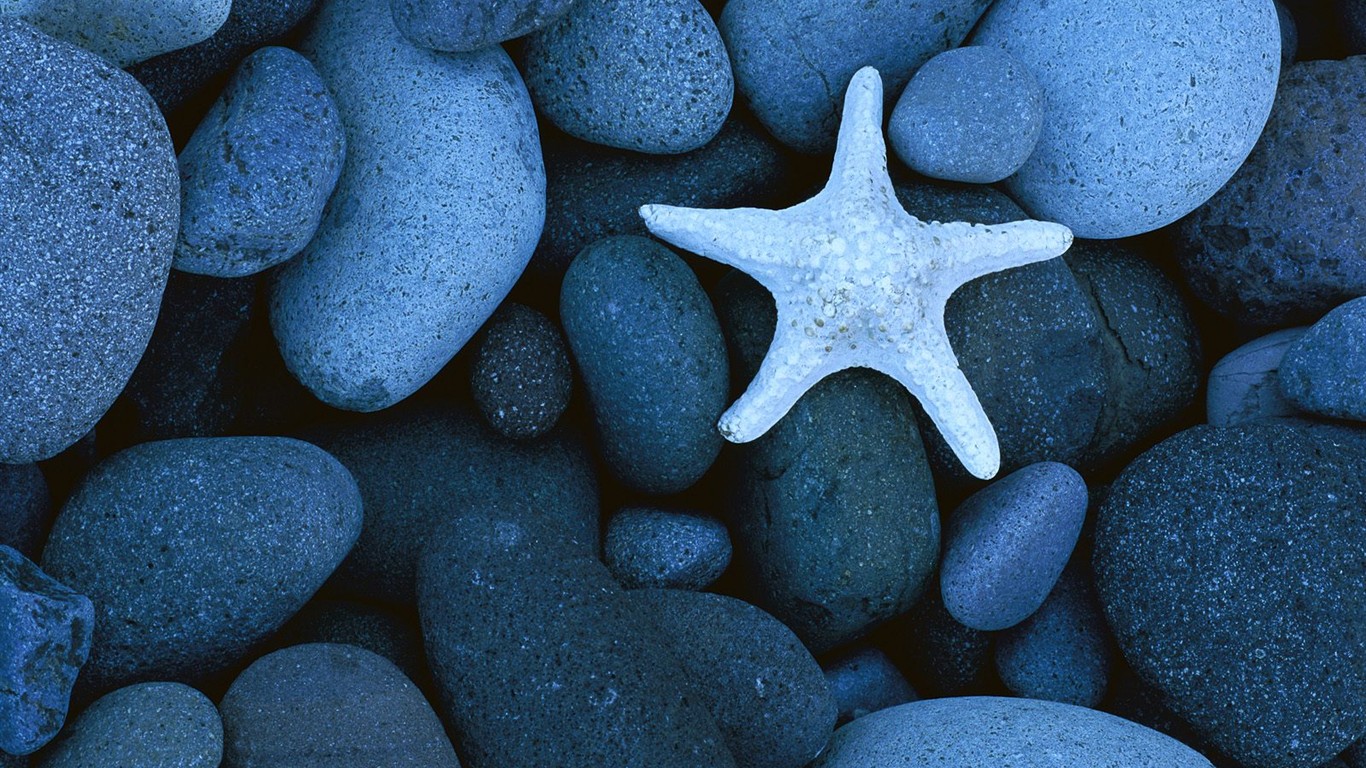 Marine Life Wallpaper Selection (1) #16 - 1366x768