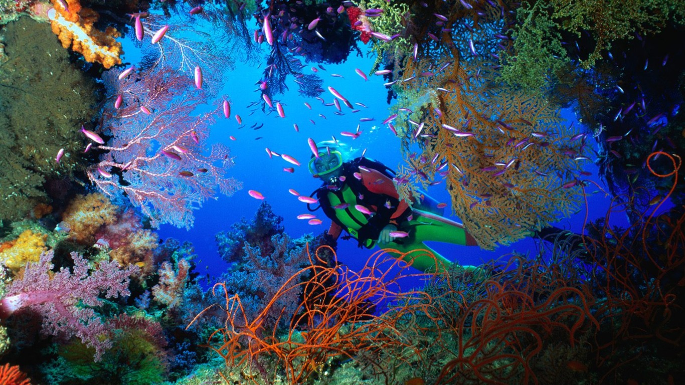 海洋生物壁紙精選(一) #19 - 1366x768