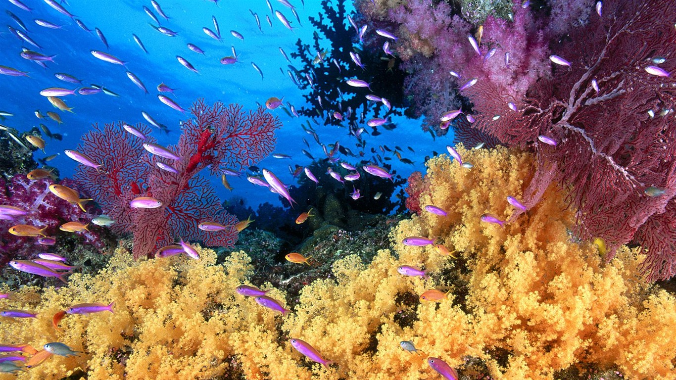 海洋生物壁紙精選(一) #20 - 1366x768