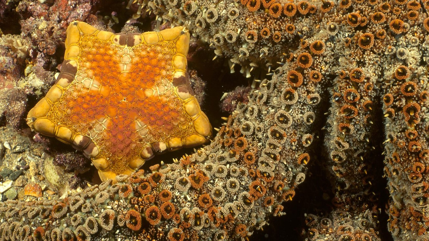 Marine Life Wallpaper Selection (1) #21 - 1366x768