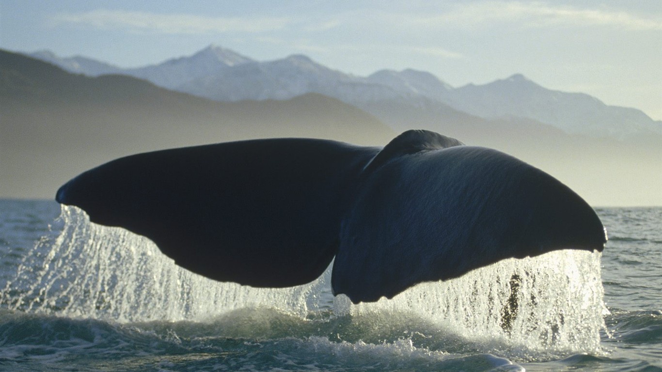 海洋生物壁紙精選(一) #22 - 1366x768